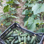 Закупають пачками: які сорти огірків обрати для вашого городу