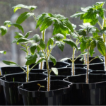 Які сорти томатів та перцю найкраще підходять для волинського клімату?