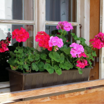 Квітка перетворилась в королеву рослин: чим підживити герань для пишного й тривалого цвітіння