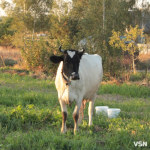 Весна — випробування для худоби: як волинські фермери готують корів до сезону