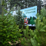 На Волині - одні з найдешевших ялинок в Україні: які ціни на хвойні дерева