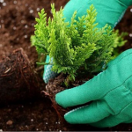 Як виростити тую з гілочки восени - покрокова інструкція