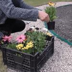 П’ять витривалих багаторічників, що можуть рости до 10 років без пересадки