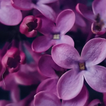 Дешево й ефективно: чим підживити бузок у квітні, щоб він рясно цвів