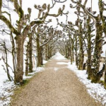 Почалися морози: про що важливо подбати в саду та городі просто зараз