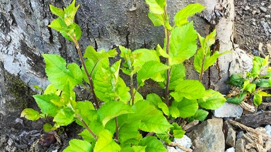 як позбутися від порослі біля дерева