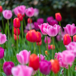 Коли садити тюльпани, щоб пишно цвіли весною
