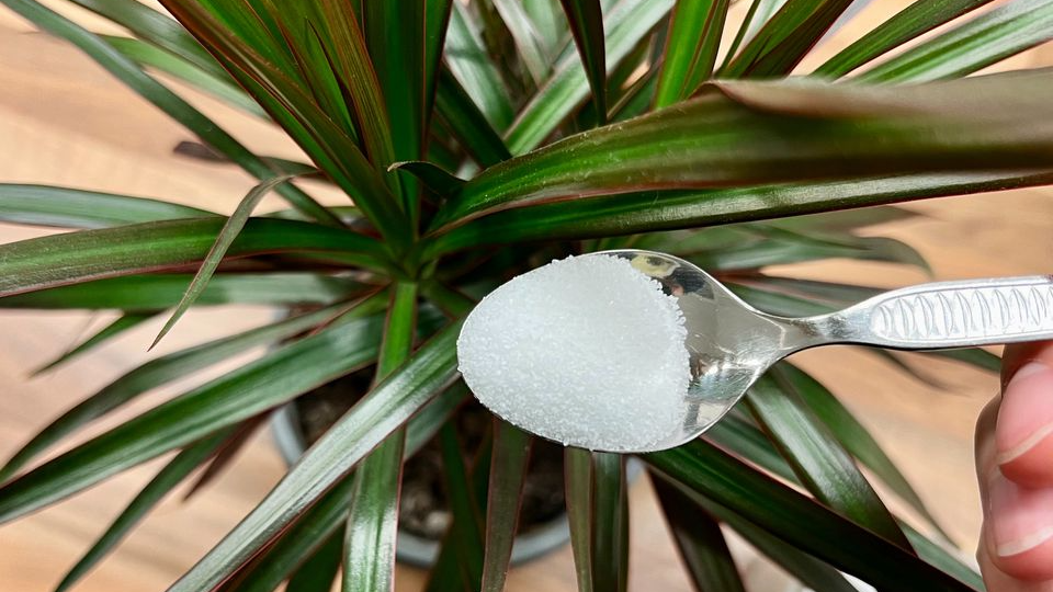Цукор для рослин – чи дійсно стимулює ріст і підживлює розсаду