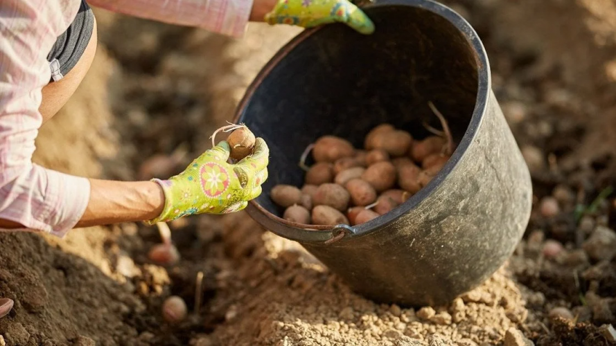 Яку картоплю посадити навесні: сорти, що достигають найшвидше