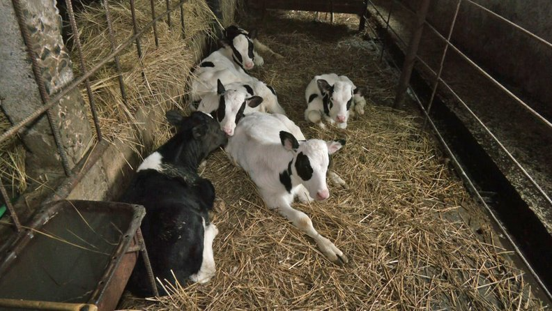 5300 гривень на корову: як на Волині під час війни розвивається тваринництво