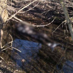 Тіло військового знайшли у селі Андріївка