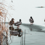 морози в Україні