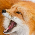 У селі на Волині запровадили карантин через лисицю зі сказом