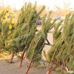 Куди подіти новорічну ялинку в Луцьку після свят?