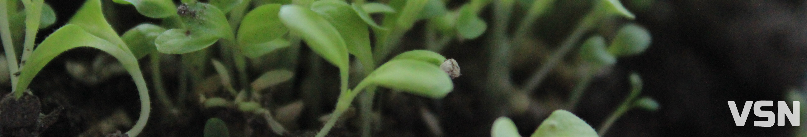 Світло, температура та загартовування: як виростити міцну розсаду на Волині