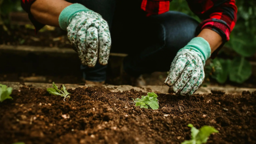 Щоб урожай був щедрим: покрокова схема підживлення розсади для волинських господарів