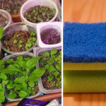 Щоб розсада не пересихала і не гнила — секрет у кухонній губці