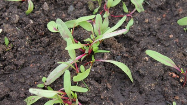 Як сіяти буряк, щоб потім не проріджувати: дієві способи