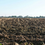 Березневий лайфхак: як швидше прогріти ґрунт на грядках