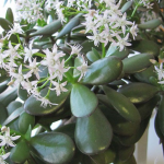 Секрети, про які мало хто знає: чим підживити грошове дерево для рясного цвітіння