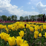 Фестиваль тюльпанів, Волинська Голландія