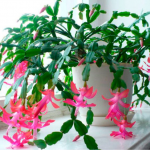 Чому не квітне різдвяник: як це швидко виправити