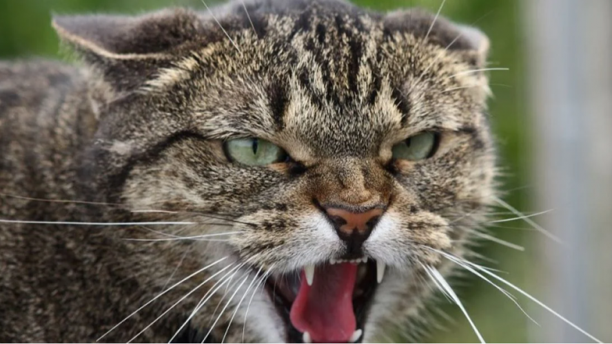 Скажений кіт