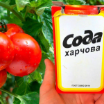 Сода як підживлення для овочів влітку: як використовувати для томатів, огірків і перцю