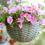 Рослини квітнутимуть рясно до літа: чим підживити петунію для гарного цвітіння