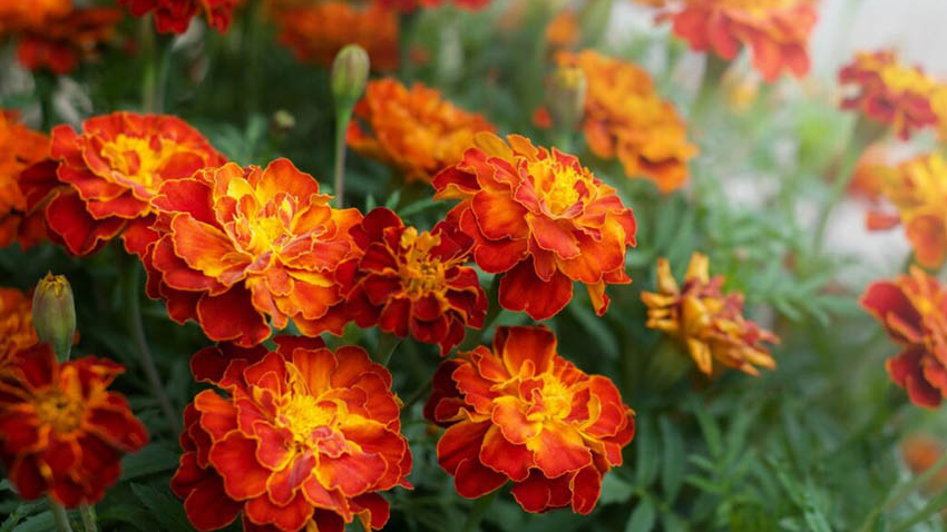 Як і коли сіяти чорнобривці під зиму, щоб вони дружно зійшли навесні