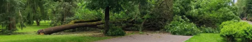 У Центральному парку Луцька буревій повалив на алею величезне дерево