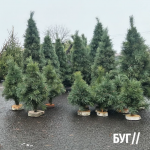 Новорічні дерева від 150 грн: у центрі Володимира запрацювали ялинкові точки