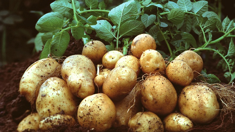 Картопля росте, як на дріжджах: потрібні лише листя та зола