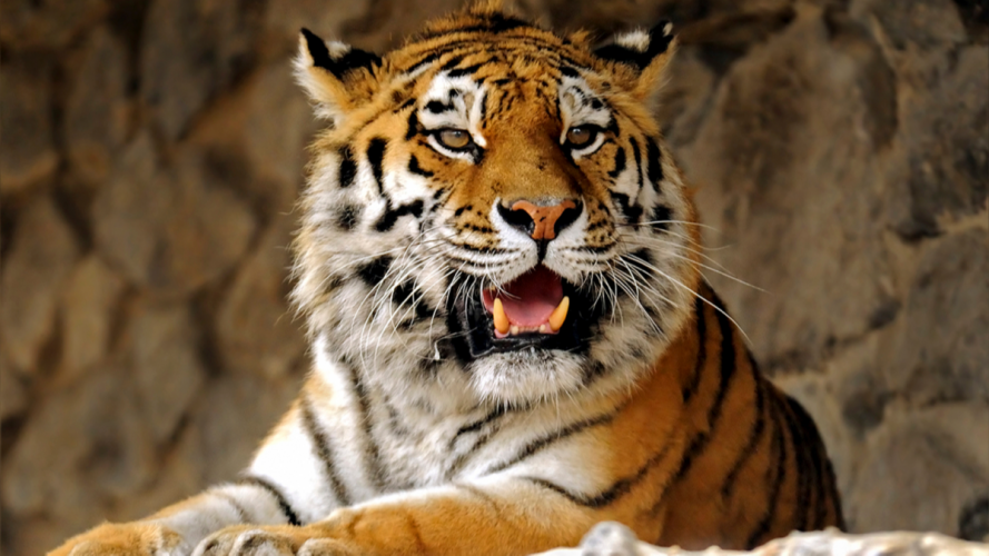 У цирку тигр роздер дресирувальника на очах шокованої публіки. Відео 18+