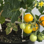 Як виростити помідори на підвіконні —  простий спосіб