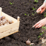 Скільки років можна садити картоплю на одному місці: не повторюйте цю помилку