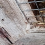 невідомий звір вбив тварин у Хмельницькому