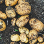 Чим обробити картоплю перед садінням: простий розчин для кращого врожаю