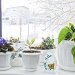 Як доглядати за кімнатними рослинами взимку: 10 порад, щоб вони залишалися здоровими