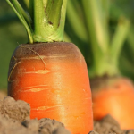 Виросте великою і солодкою: простий домашній секрет підживлення моркви