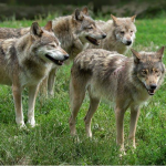 Блудять зграєю: у громаді на Волині вовки нападають на телят і лошат