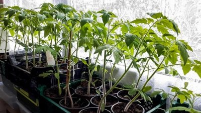 чому розсада жовтіє та витягується