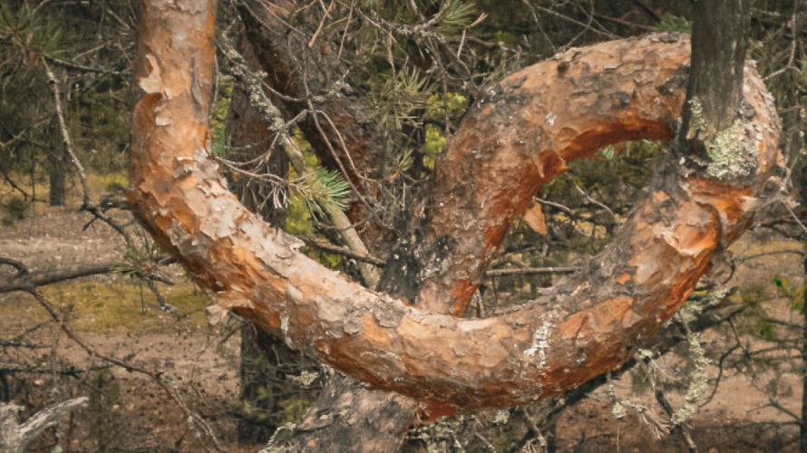 Сосни вигинаються у петлі та спіралі: на Волині росте унікальний «закручений» ліс