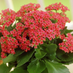 Три секрети пишного цвітіння каланхое після тривалої “мовчанки”