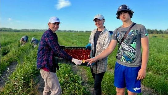 Директорка волинського ліцею під час відпустки збирає до 140 кілограмів полуниці за день