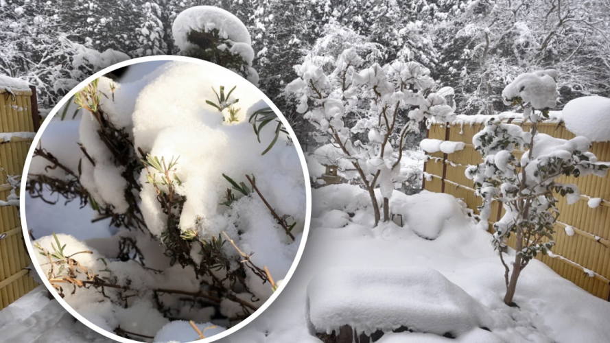 Чому не варто збивати сніг із грядок та дерев — важлива зимова помилка