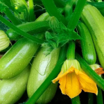 Що не можна садити поруч із кабачками: поради для щедрого врожаю