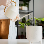 Як використовувати аспірин для вазонів: копійчане підживлення, яке творить дива