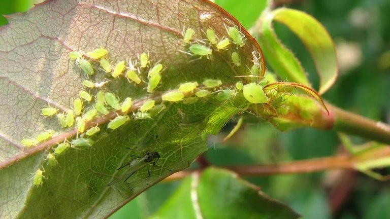 Натуральний захист від шкідників: які рослини допомагають позбутися мурах і попелиці