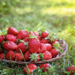 вирощування полуниці, догляд за полуницею